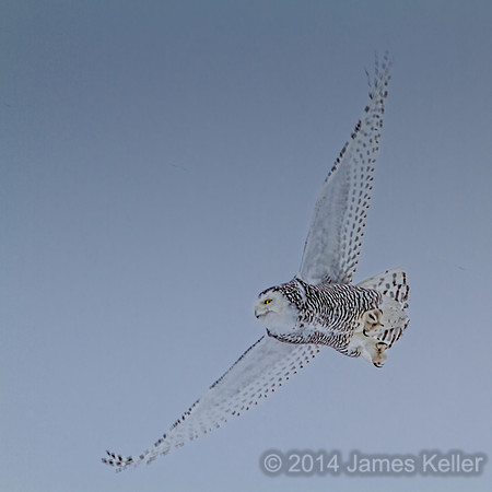 Snowy Owl in Flight