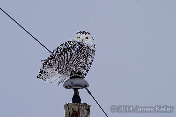 Snowy Owl