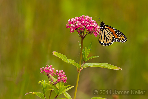 Monarch and Swamp Milkweed 2