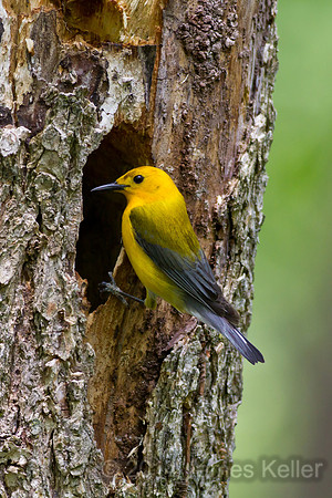 Prothonotary Warbler 3