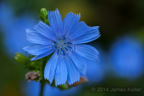 Chickory