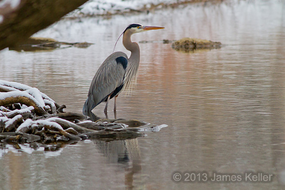 Early Spring Great Blue Heron