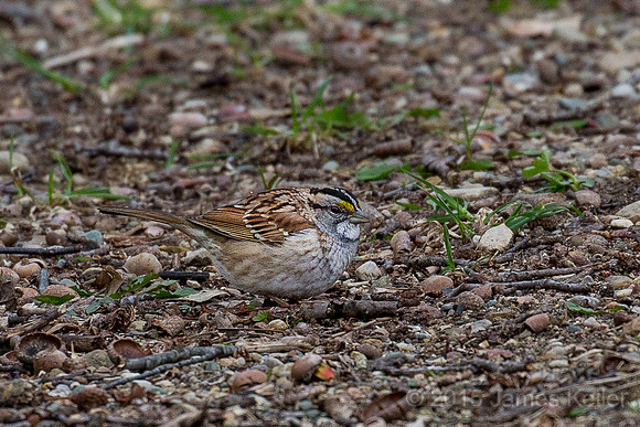 White-throated Sparrow