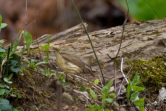 Louisiana Waterthrush