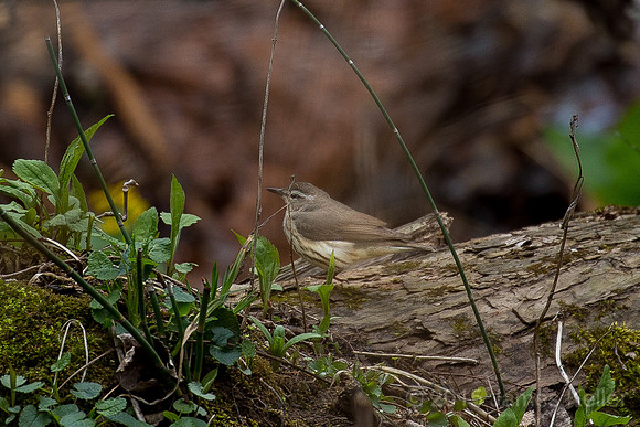 Louisiana Waterthrush