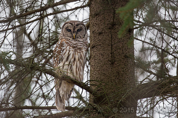 Barred Owl