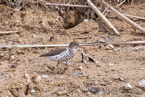 Spotted Sandpipper