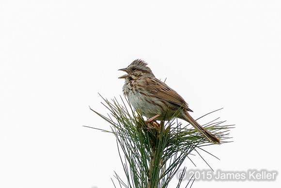 Song Sparrow