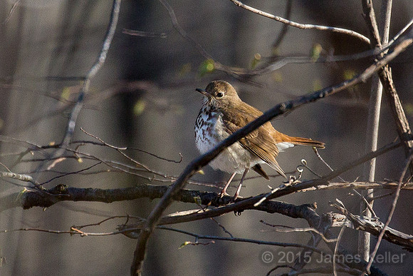 Hermit Thrush