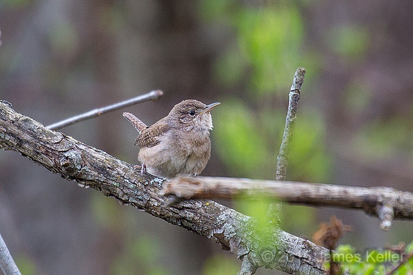 House Wren