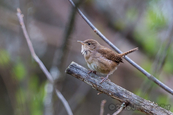 House Wren