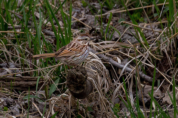 Song Sparrow