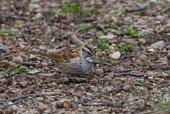 White-throated Sparrow