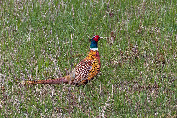 Ring-necked Pheasant