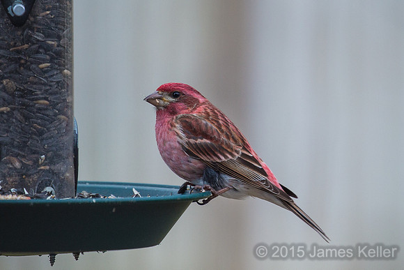 Purple Finch