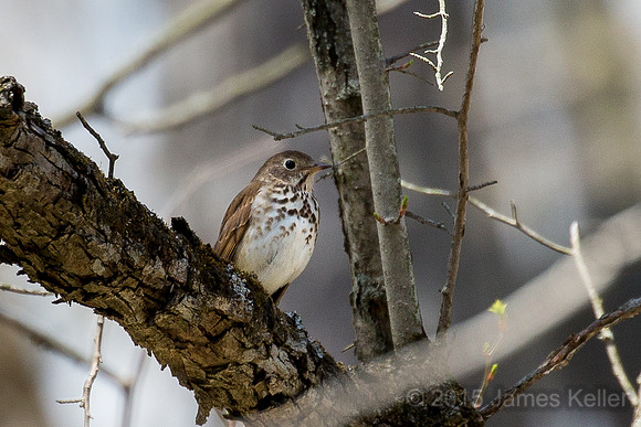 Hermit Thrush