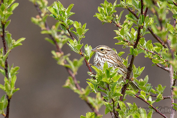 Savannah Sparrow
