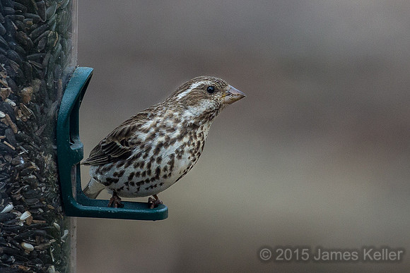 Female Purple Finch