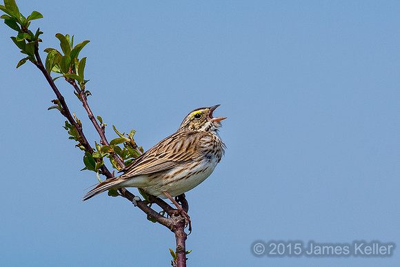 Savannah Sparrow