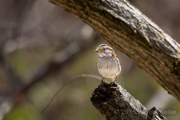White-throated Sparrow
