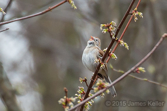 Field Sparrow