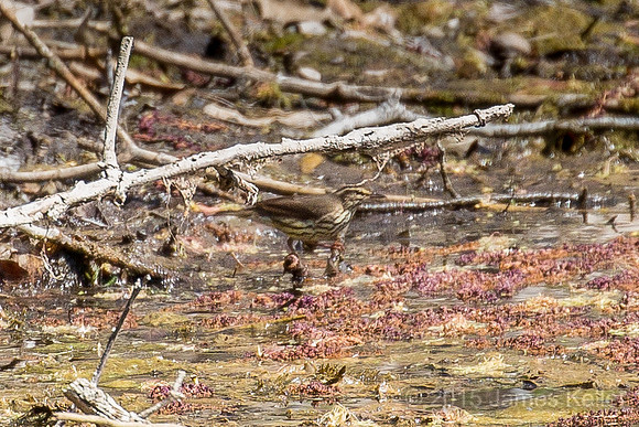 Northern Waterthrush