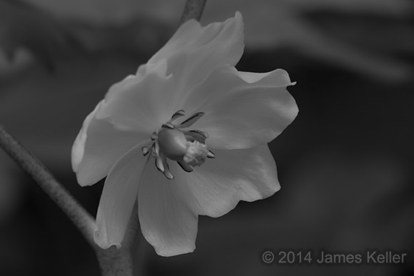 May Apple