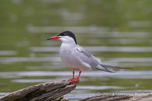 Common Tern (S NWR)