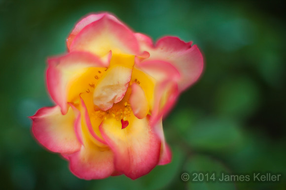 Rose with a heart 1