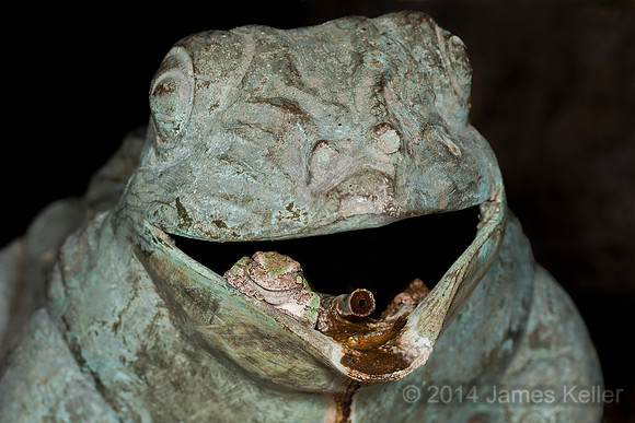 Grey Tree Frog
