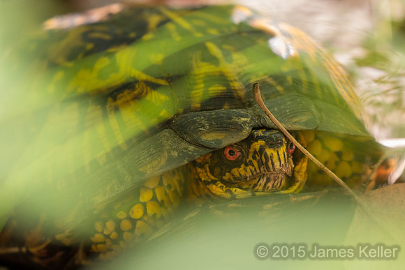 Eastern Box Turtle