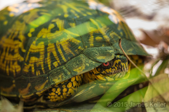 Eastern Box Turtle