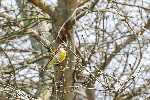 Dickcissel