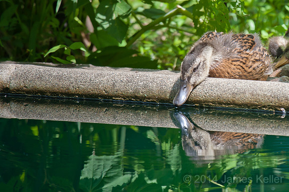 Baby Mallard Duck Reflection