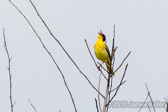 Common Yellowthroat