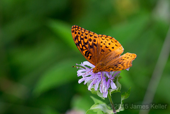 Aphrodite Fritillary