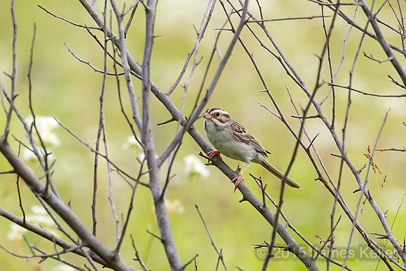 Clay-colored Sparrow