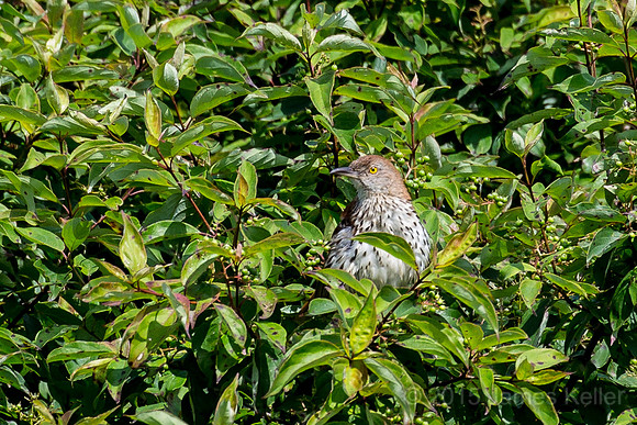 Brown Thrasher