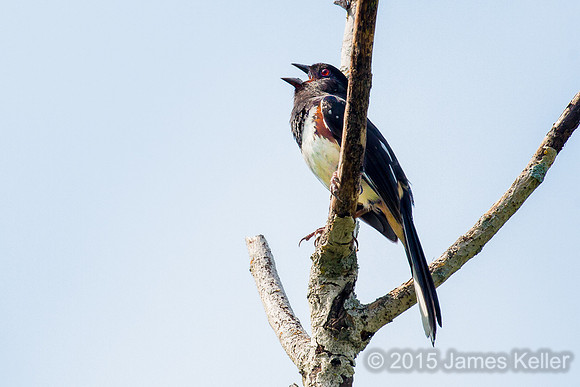 Eastern Towhee