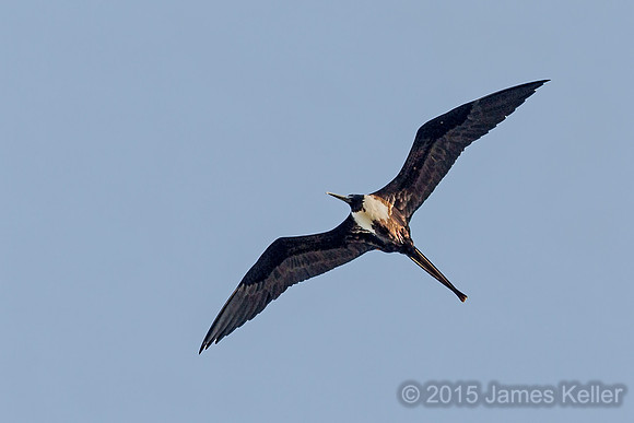 Magnificent Frigatebird