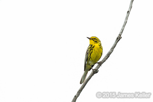 Prairie Warbler