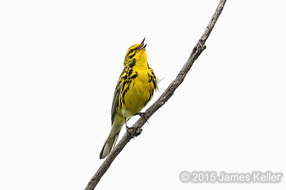 Prairie Warbler