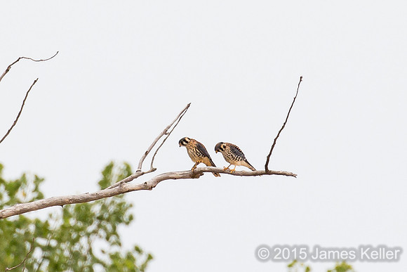 American Kestrel