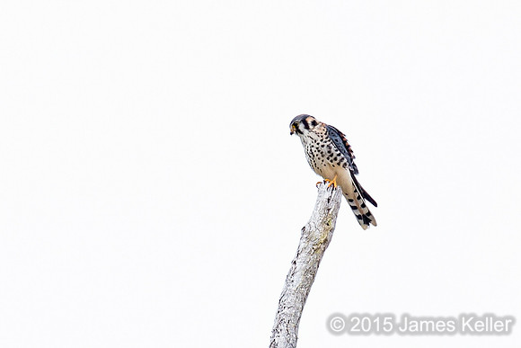 American Kestrel
