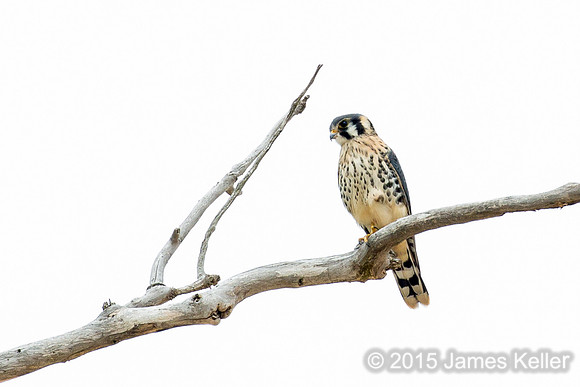 American Kestrel