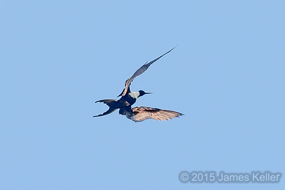 Magnificent Frigatebird