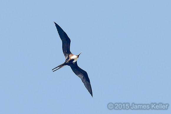 Magnificent Frigatebird