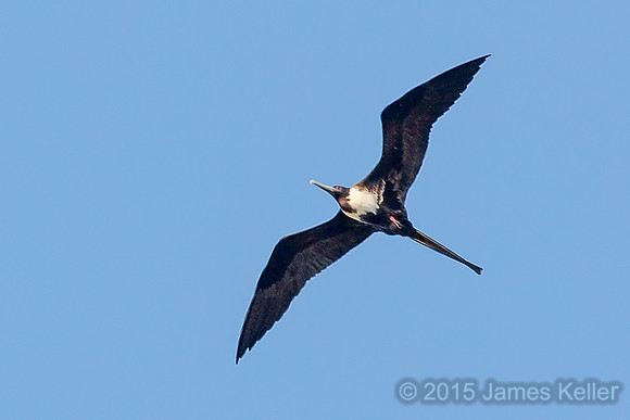 Magnificent Frigatebird