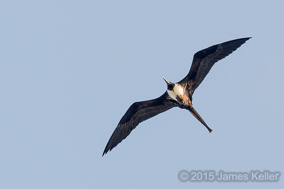 Magnificent Frigatebird
