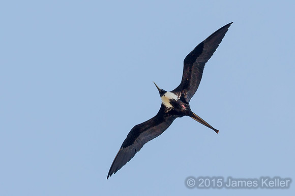 Magnificent Frigatebird